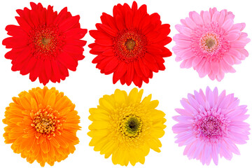 Yellow and Pink and Red Collection Gerbera Daisy on white background.flower on clipping path.