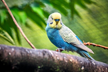 Wellensittich ( Melopsittacus undulatus ) .