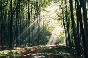 Sunrays in the forest