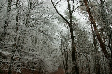 Magical winter scenery of trees covered in white frost in the woodland forest
