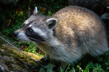 American raccoon as a predator in the wild
