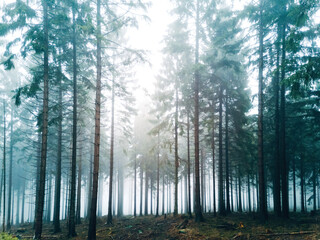 Moody forest in winter