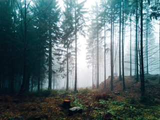 Moody forest in winter