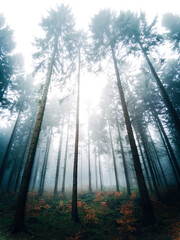 Obraz premium Moody forest in winter