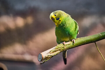 Wellensittich ( Melopsittacus undulatus ) .