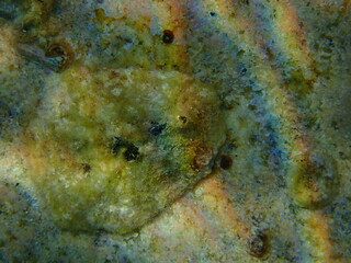 Mediterranean limpet or rayed Mediterranean limpet (Patella caerulea) close-up undersea, Aegean Sea, Greece, Halkidiki
