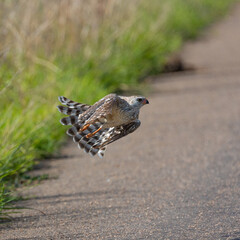 a gabar goshawk taking to the air