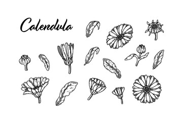 Set of hand drawn calendula flowers. Vector illustration in sketch stile. Realistic detailed botanical design elements