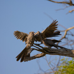 grey go away birds together