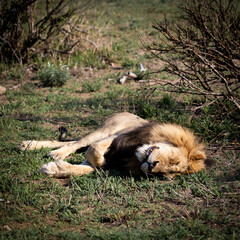 Male lion having a rest