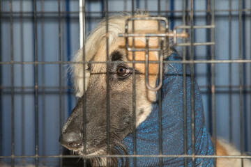 Afghan Hound wearing neck protective scarf