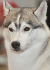 Obraz premium Light gray and white Siberian Husky