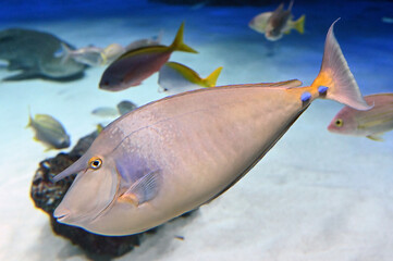 ユニークな角の生えた魚　テングハギ（天狗剥）
