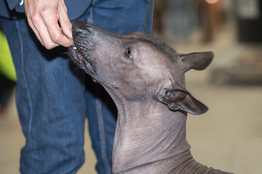 Pure breed Xoloitzcuintle dog