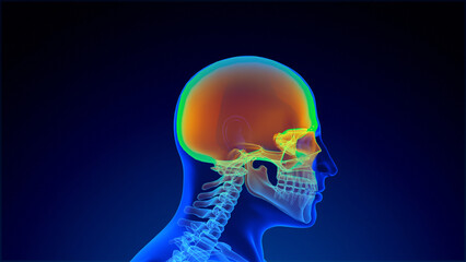 Pain and injury in the human head