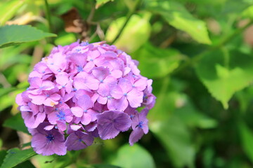 全盛期のアジサイ