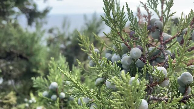 Juniperus excelsa with blue berries, Greek juniper, evergreen branch of a tree, bright close-up view of the sea.