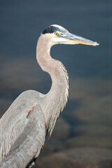 A Great Blue Heron on a Lake Shore.