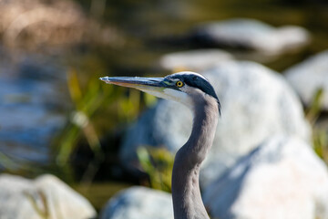 A Great Blue Heron on a Lake Shore.