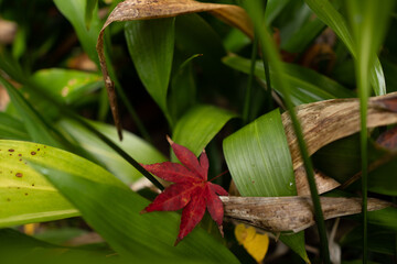 一枚の紅葉