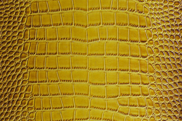 leather crocodile belly part details close up 