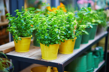 Aromatic herbs for sale in street flower shop in Alkmaar, Netherlands