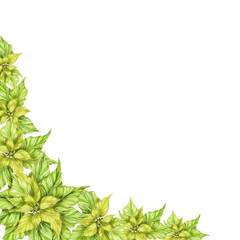 Watercolor christmas star flower, green poinsettia flowers, hand drawn illustration isolated on white background Banner, frame, border. Isolate. For invitation cards, any print design, postcards.