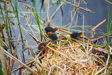 Mother Eurasian coot feeding her birdlings in river or pond
