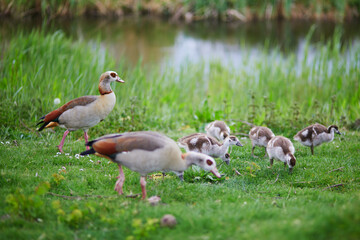 Family of Egyptian geese, parents and nestlings, near water in green grass