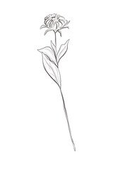 Fototapeta na wymiar Watercolor illustration of calendula plant