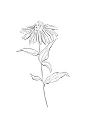 Watercolor illustration of echinacea flower