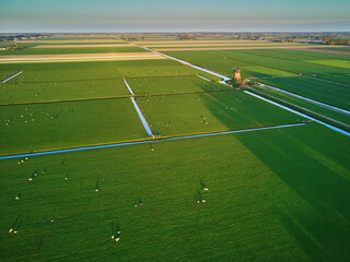 Aerial drone view of traditional Dutch windmill on field with grazing sheep and cows
