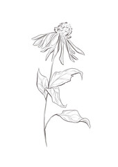 Watercolor illustration of echinacea flower