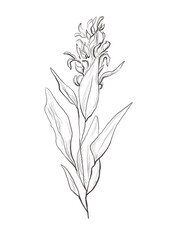 Watercolor illustration of sage branch