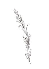 Watercolor illustration of rosemary branch