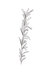 Watercolor illustration of rosemary branch