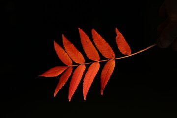 red autumn leaves