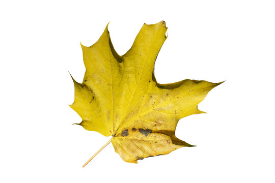 Maple leaf in autumn fall colour, png stock photo file cut out and isolated on a transparent background