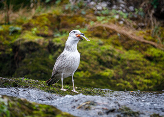 Möwe frisst Fisch 1