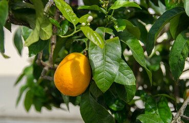 Kumquat tree at Mainau island garden