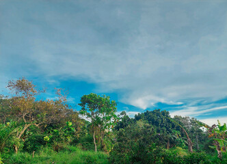 Obraz premium forest scenery against the background of a clear blue sky