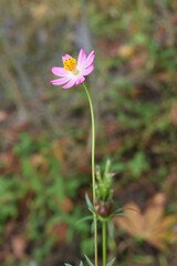 flowers from the kenikir plant