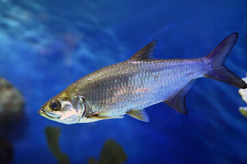 水中を泳ぐアトランティックターポン