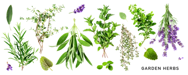 Fensteraufkleber Fresh garden herbs set. PNG with transparent background. Flat lay. Without shadow. © ifiStudio