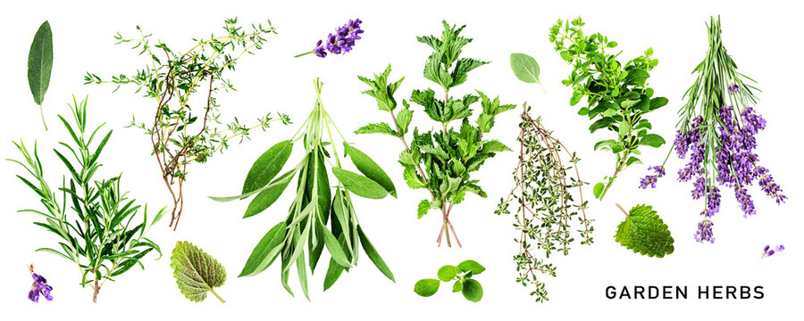 Fresh garden herbs set. PNG with transparent background. Flat lay. Without shadow.