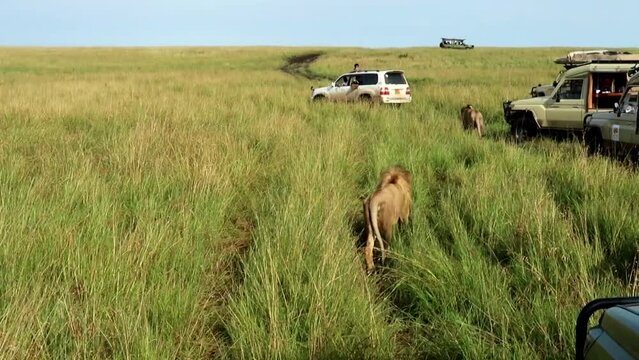 Adult male lions walking next to safari vehicles with people taking photos in the African savanna.