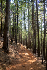 The Hiking Trail at Castle Crag California State Park with large pine trees along the Path
