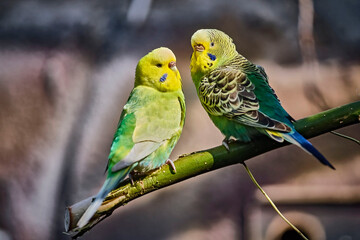 Wellensittich ( Melopsittacus undulatus ) .