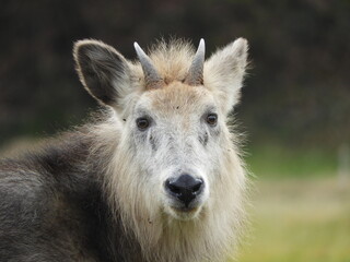 二ホンカモシカ