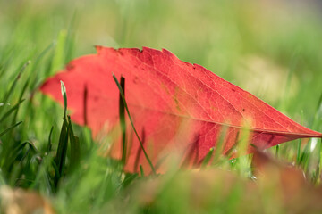 Red leaf in the grass. Autumn. Closeup